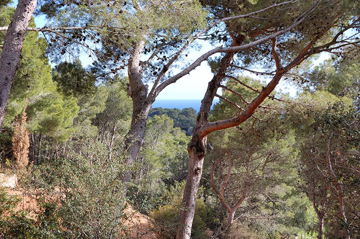 Parcel with Sea views and garden in Tamariu - Buy - For sale