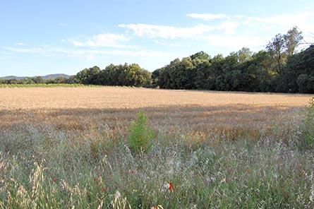 Farmhouse 5 bedrooms with Pool, Barbecue and garden in Peratallada - Buy - For sale