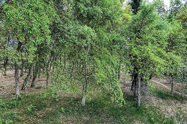 Individuelles Haus 3 Schlafzimmer auf Palafrugell - Kaufen - verkaufen